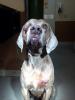 Westley head shot 1